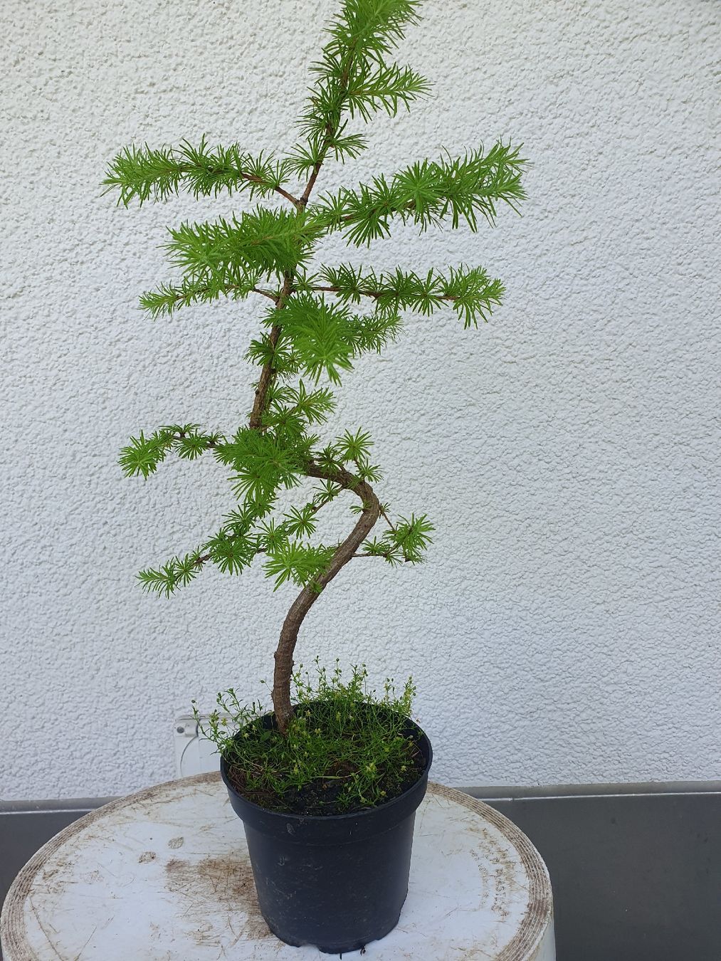 Lrche Bonsai Rohmaterial (Gebraucht) in Adligenswil fr CHF 5  nur  Abholung auf Ricardo kaufen