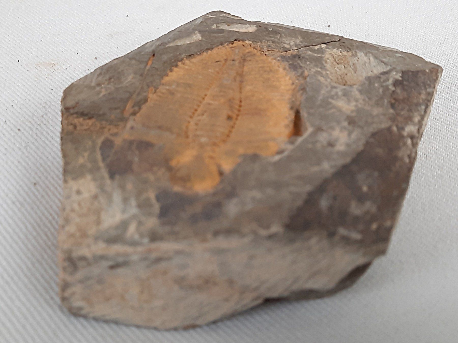 Fossili: Fossile Trilobiten in Matrix – Usato da Beinwil am See venduto da Restwert_Beinwil 2