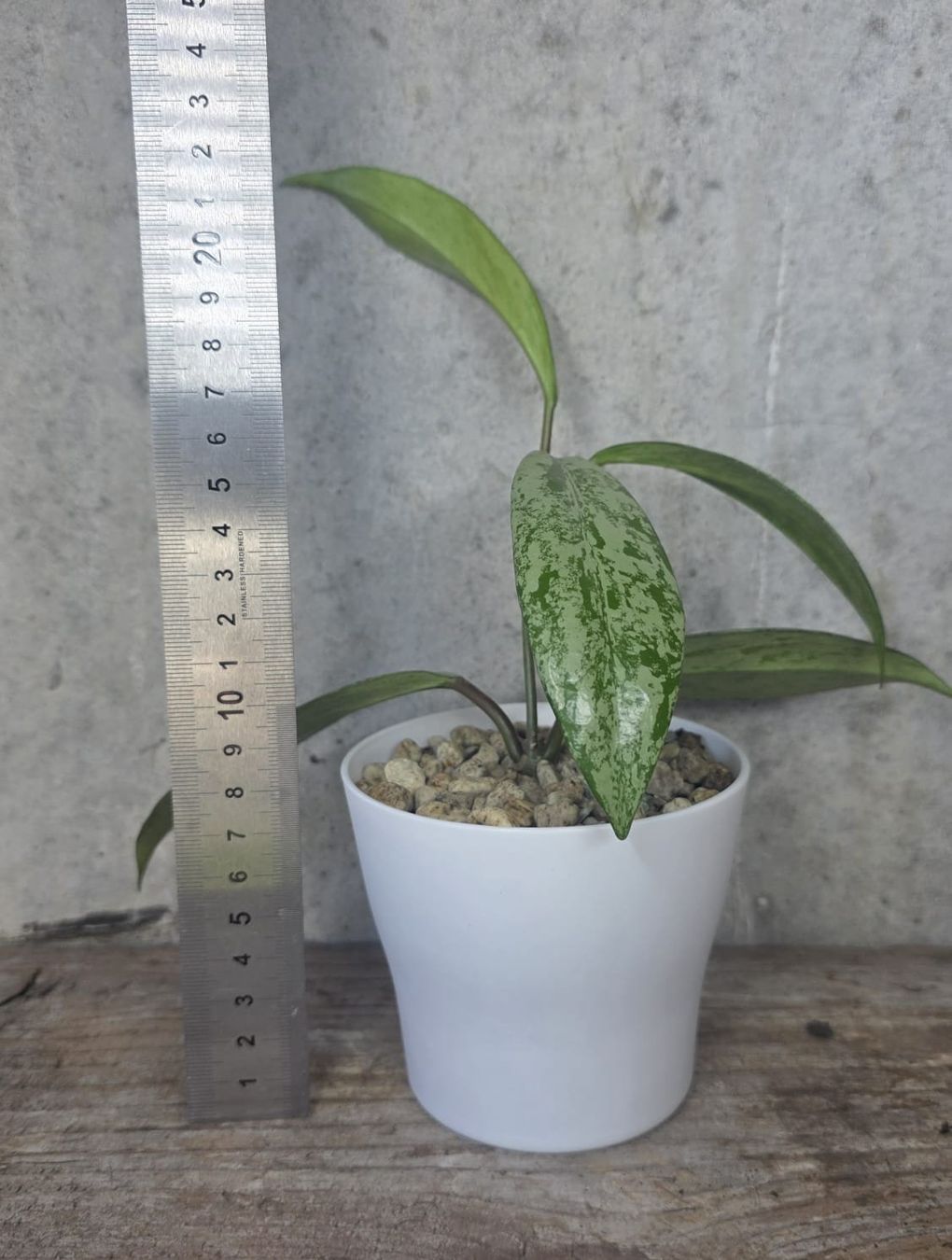 Piante & sementi: Hoya Pubicalyx 'Pink Silver Ghost' – Usato da St.Erhard venduto da Plumilandschweiz 4
