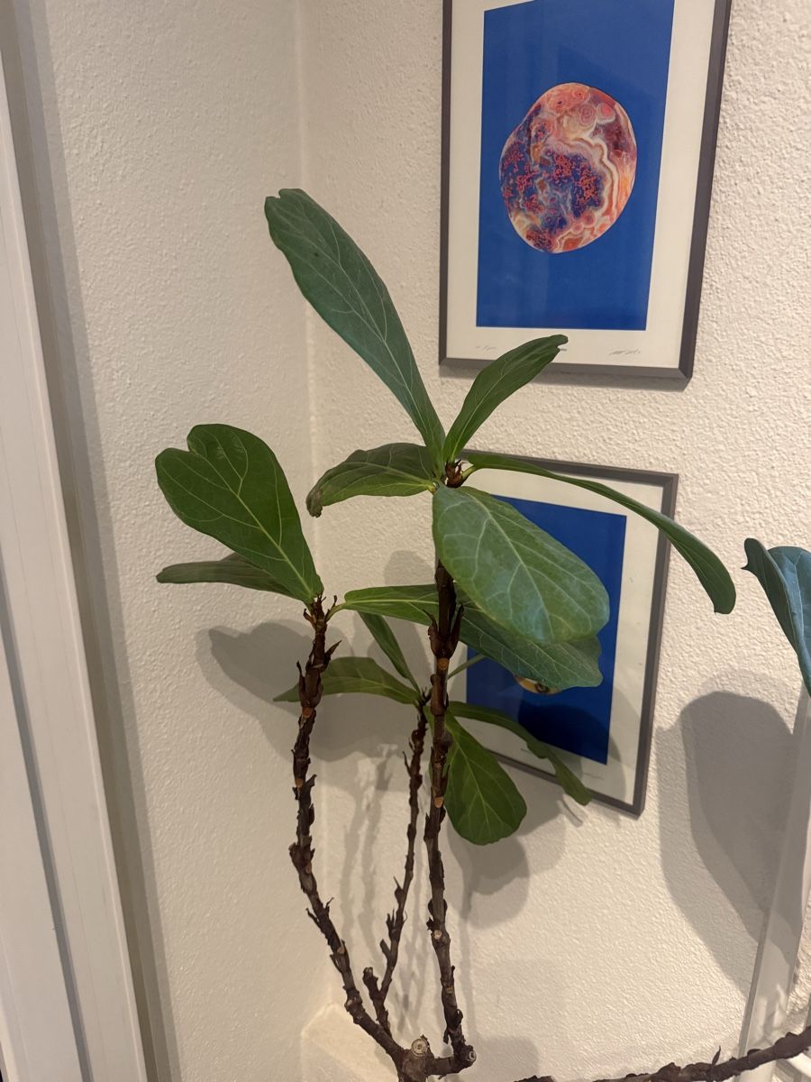 Plantes & graines: Ficus lyrata – D'occasion à Zürich par vik_wzv8 1