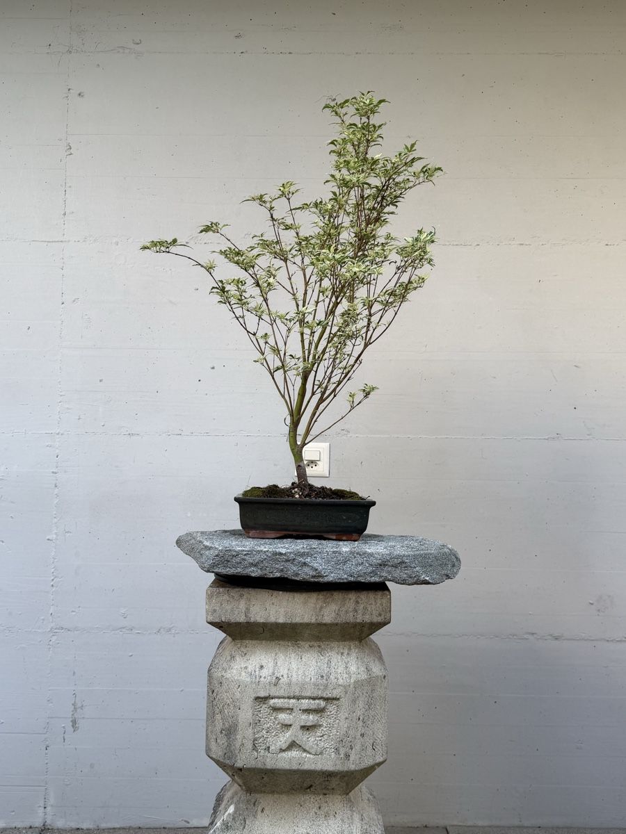 Piante & sementi: Acer palmatum 'Butterfly' / 'Metamorphosa' – Usato da Gossau SG venduto da SolitariusBotanica 3