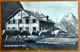 Grindelwald - Hotel Grosse Scheidegg - Kühe - AK