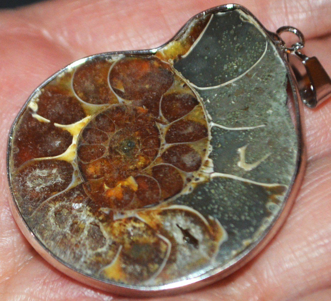 Natürlicher Ammonit Fossil Muschel Anhänger Ab 1.- (Neu Und Originalverpackt) In Eschenbach SG