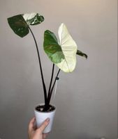 Alocasia Black Stem Albo variegata knollen