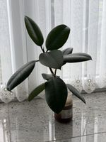 Gummibaum / Ficus elastica
