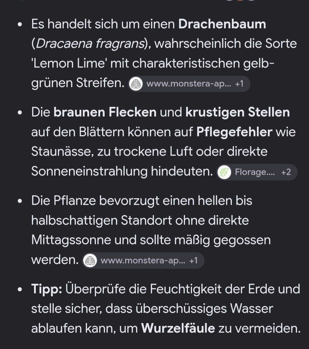 Plantes & graines: Zimmerpflanze – D'occasion à Aarburg par brujil 9