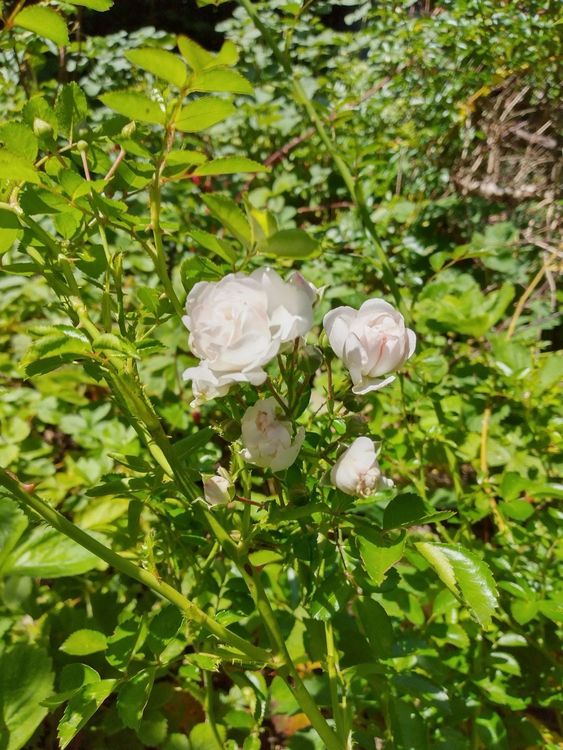 Rose jung , wurzelnackt, weiss Bodendecker und Kletterrose Kaufen