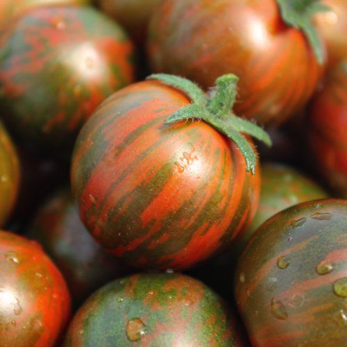 Piante & sementi: Black Zebra BIO - Solanum lycopersicum - 15 Samen – Nuovo e nell'imballaggio originale da Sumiswald venduto da Cham14559 1