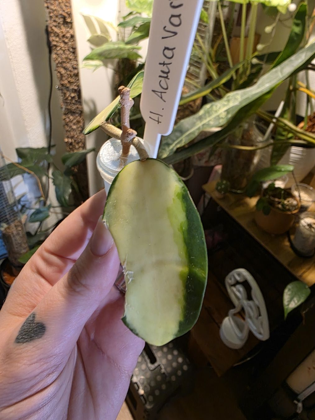 Piante & sementi: Hoya Acuta Variegata Steckling  – Usato da Rapperswil SG venduto da LuiSchi 1