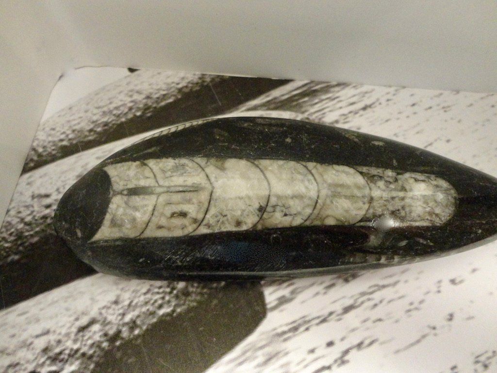 Fossili: Orthoceras – Nuovo (secondo la descrizione) da Biberist venduto da Steine 1