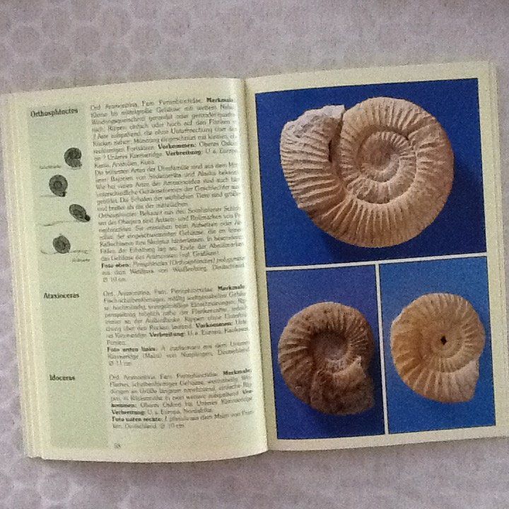 Libri: Fossilien Helmuth Mayr – Usato da Olten venduto da smiples 1