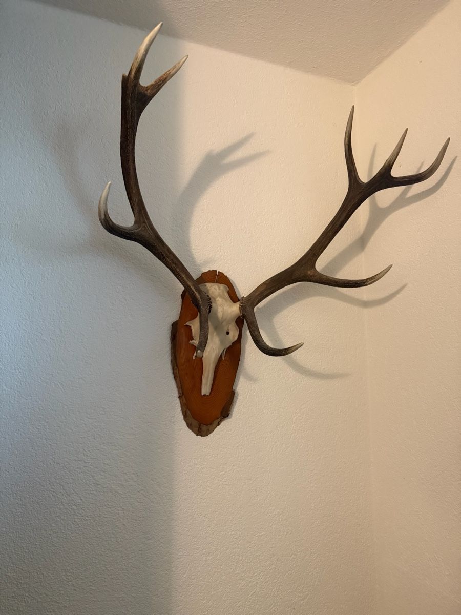 Sonstiges zum Sammeln & Seltenes: Hirschgeweih Trophäe 10-Ender - Wanddekoration Jagd – Gebraucht aus Staufen von MARINTSUM