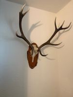 Hirschgeweih Trophäe 10-Ender - Wanddekoration Jagd