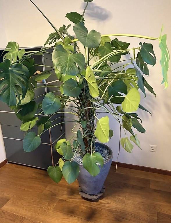 Pflanzen & Samen: Grosse Monstera  – Gebraucht aus Basel von nina-bina 1