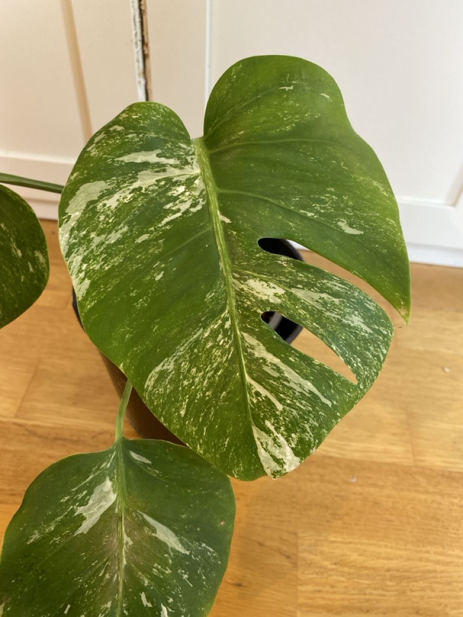 Plantes & graines: Monstera borsigiana variegata  – D'occasion à Zürich par sim_hly6 1