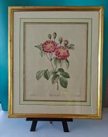 Original Rose Blumenstich, P. J. Redouté Goldrahmen