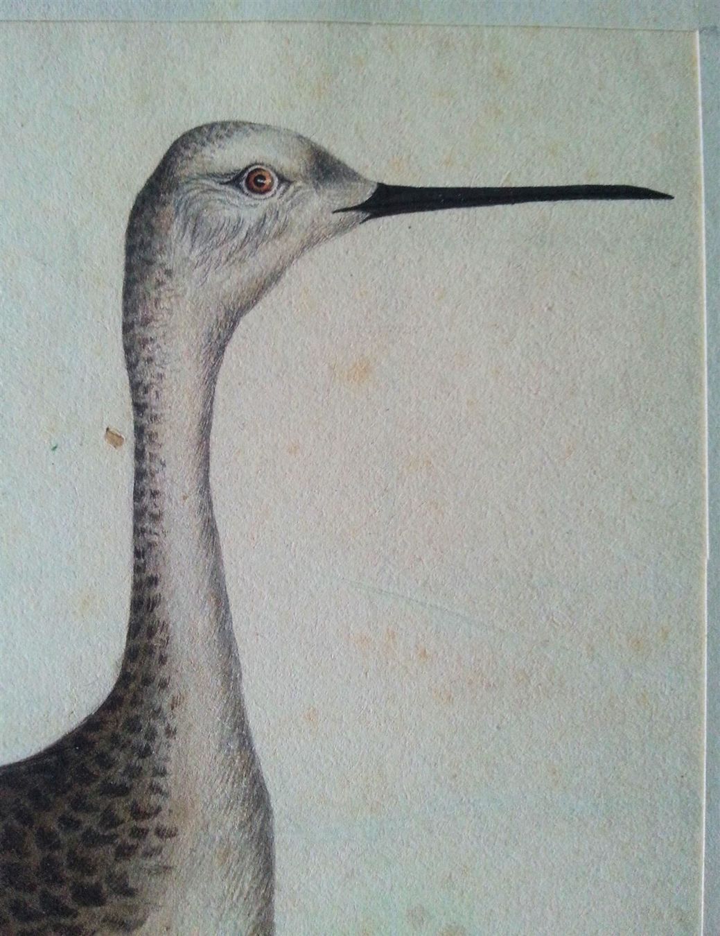 Dipinti: Bild Gemälde Aquarell: Brachvogel (?), 1850-1900 – Usato da Oberriet SG venduto da ganesh435 2