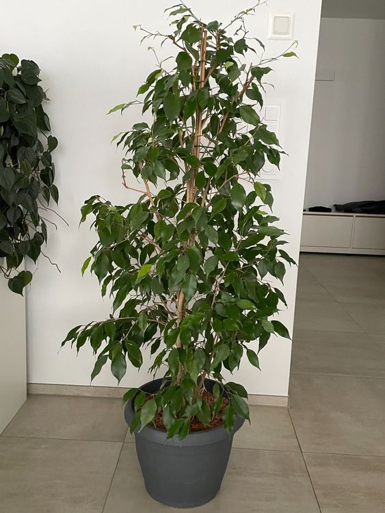 Ficus benjamina im SERAMISGranulat Kaufen auf Ricardo