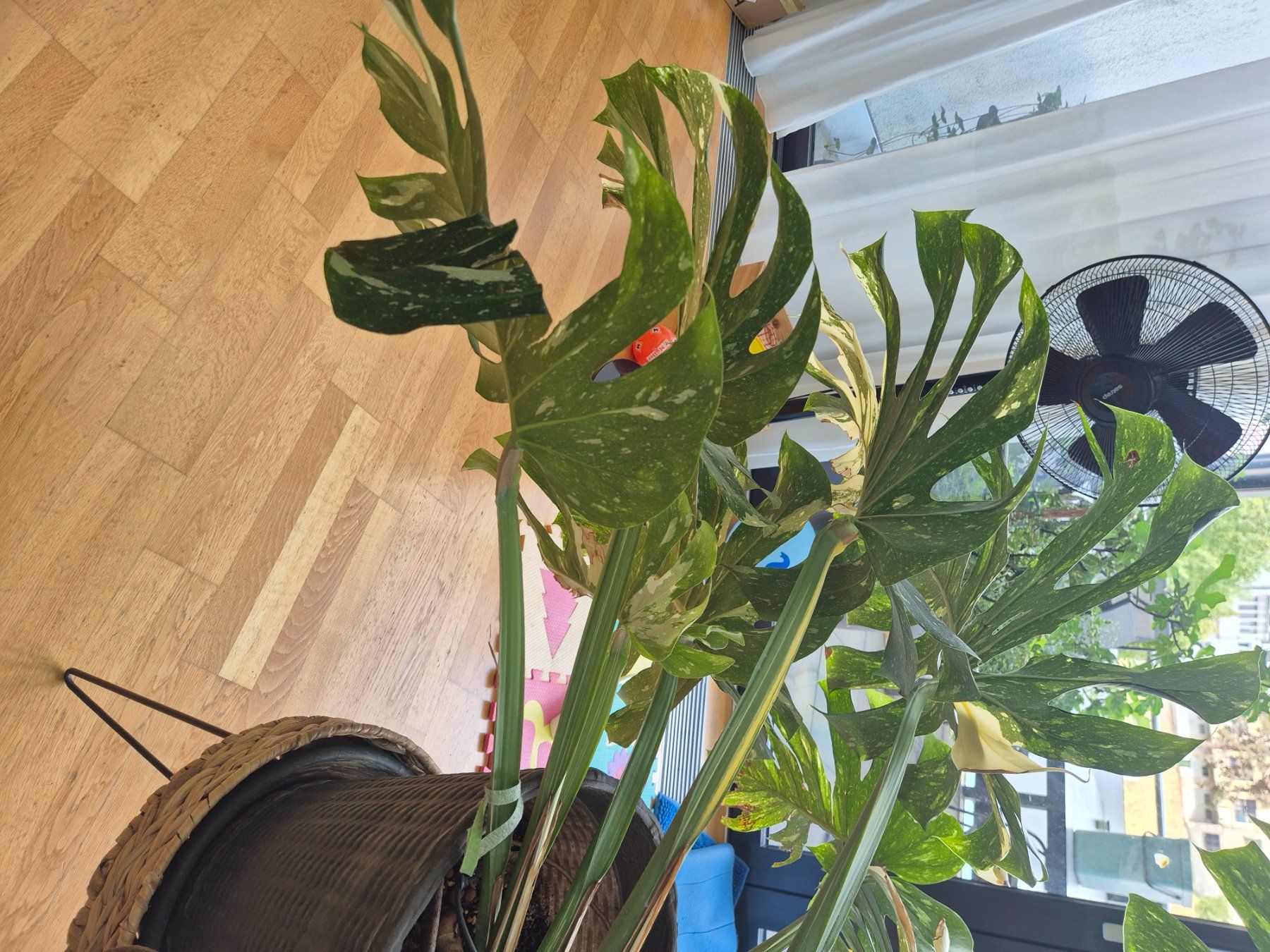 Plantes & graines: Monstera Deliciosa, Thai constellation, Mutterpflanze – D'occasion à Bülach par Pflanzen-Heini 3