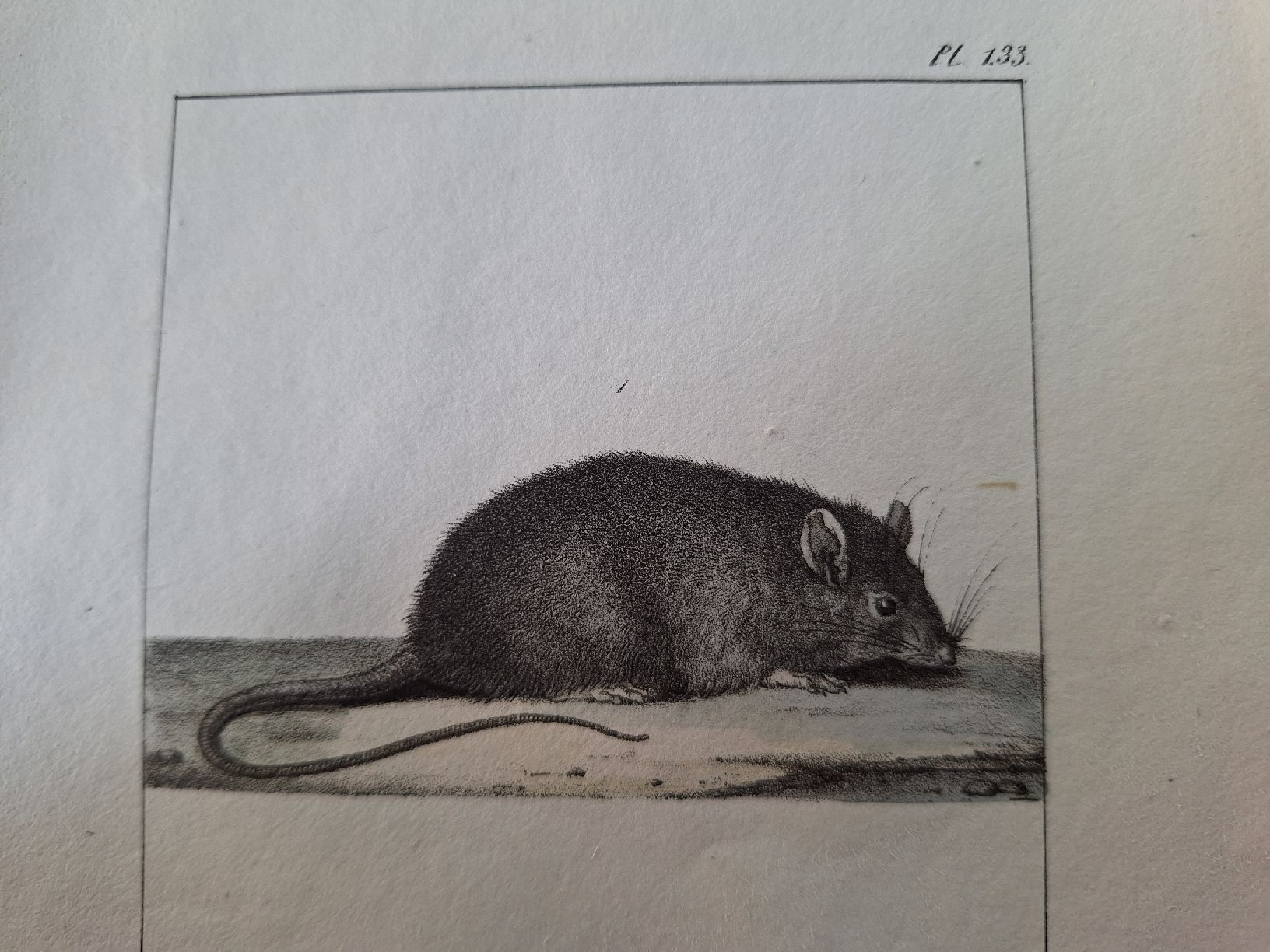 Incisioni: LA SOURIS. LE RAT – Usato da Bevaix venduto da bohrap 5