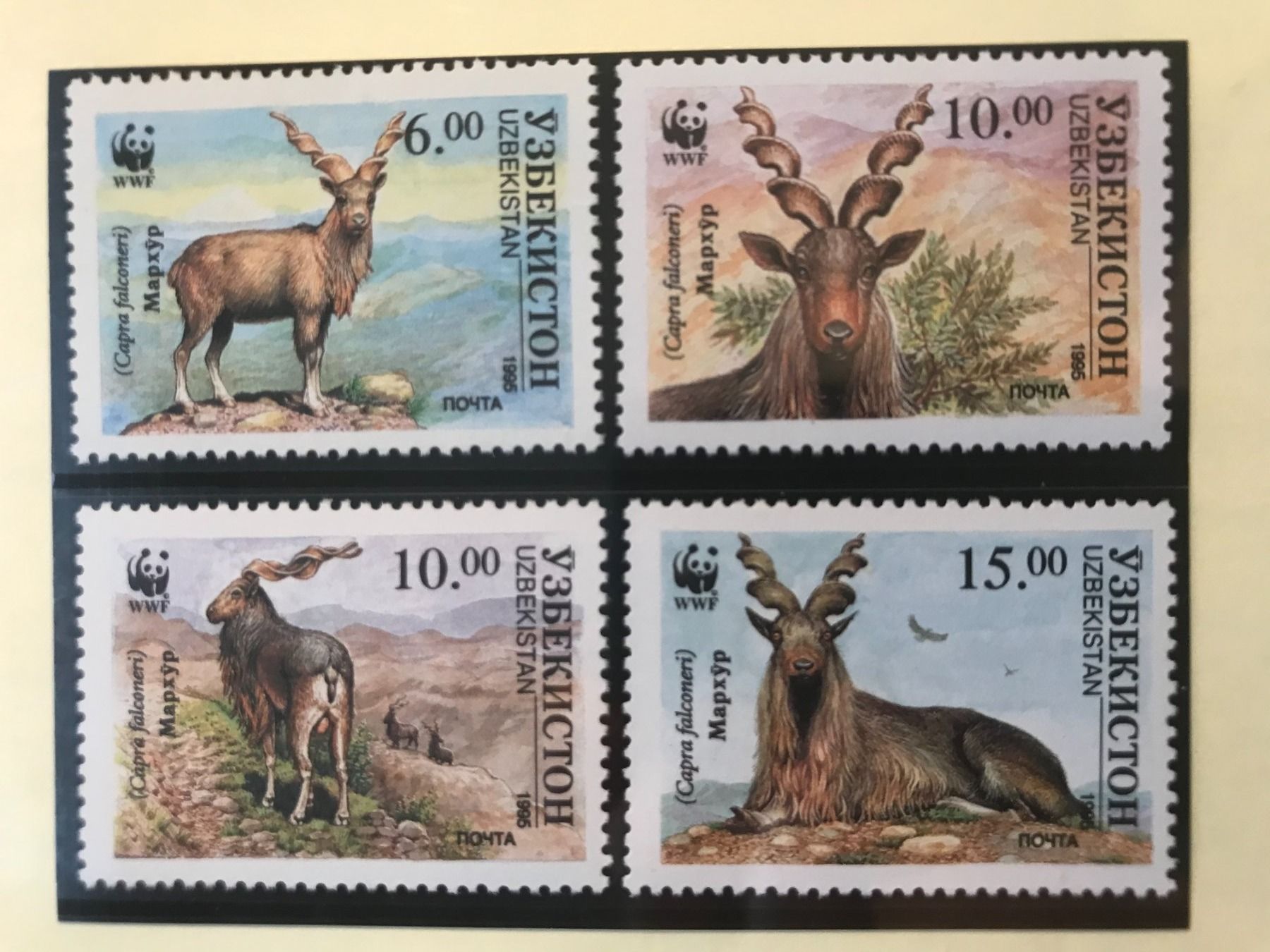 Tutti i francobolli: Usbekistan 1995 WWF Satz Schraubenziege postfrisch – Nuovo (secondo la descrizione) da Winterthur venduto da schnueps