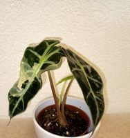 Alocasia Polly Variegata