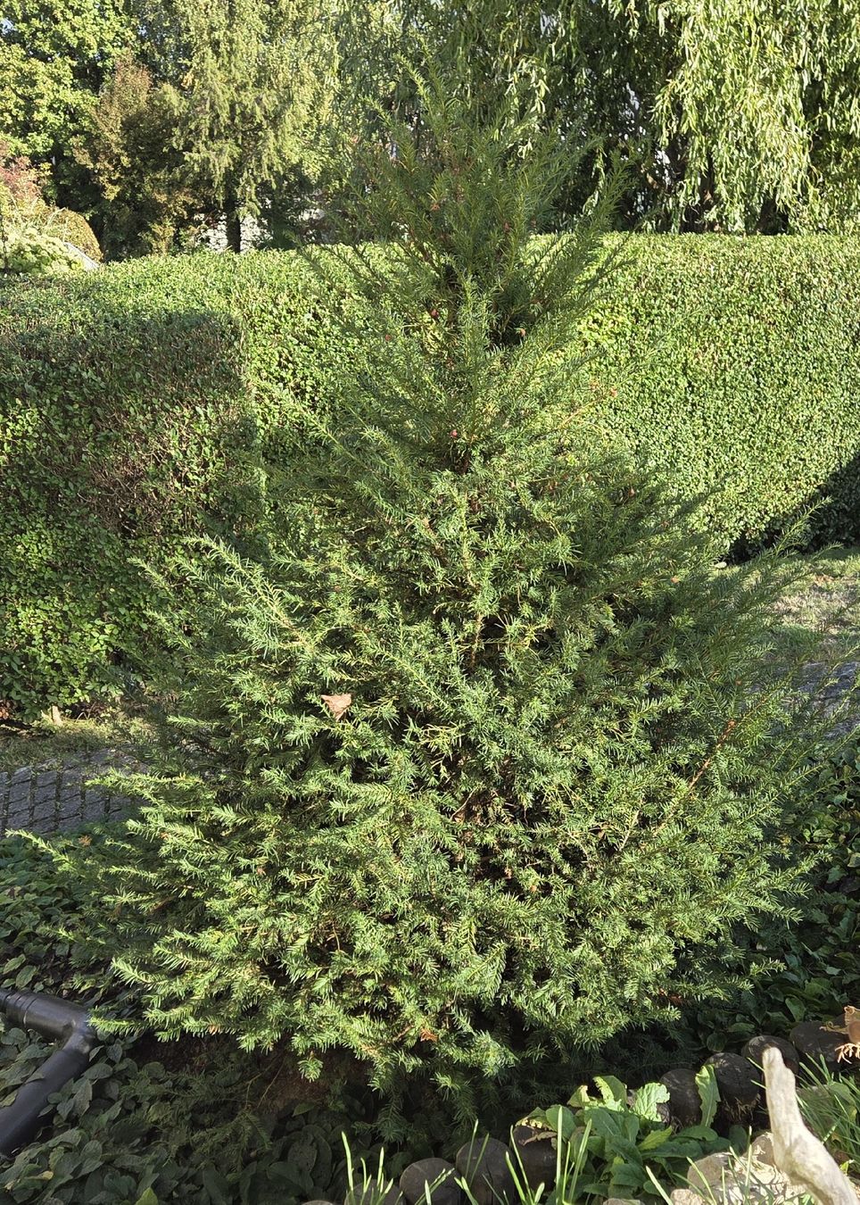 Pflanzen & Samen: Taxus baccata, Eibe – Gebraucht aus Riken AG von jud_xxz9 1