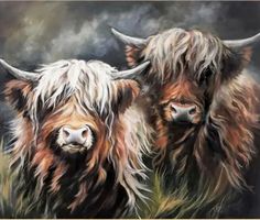 Malen nach Zahlen-kreativ-Highland-Kühe  40x50cm