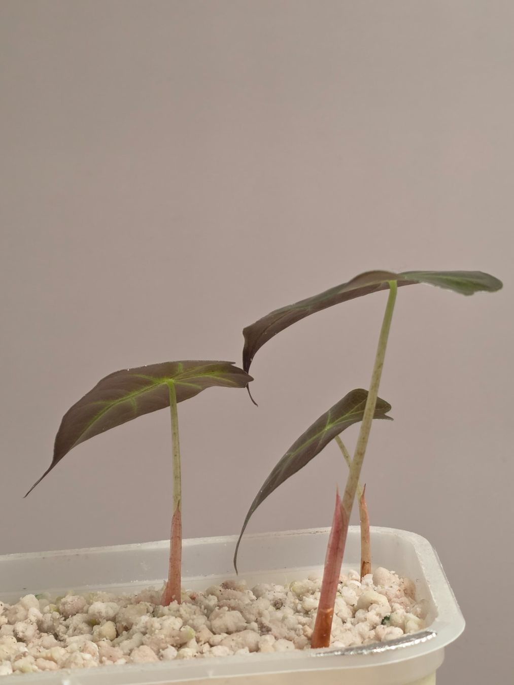 Piante & sementi: Alocasia polly Baby – Nuovo (secondo la descrizione) da Gerolfingen venduto da Azora 1