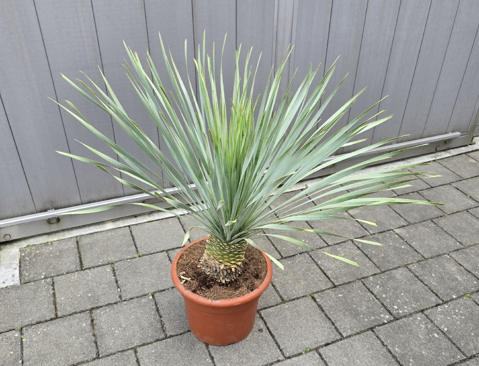 Piante & sementi: Yucca rostrata Palme – Nuovo (secondo la descrizione) da Aarburg venduto da popkorn65 1