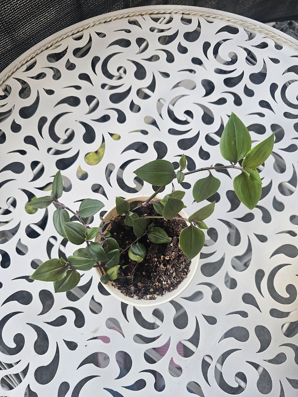 Pflanzen & Samen: Planze Tradescantia Dreimasterblumen – Gebraucht aus Zürich von SelinaA.