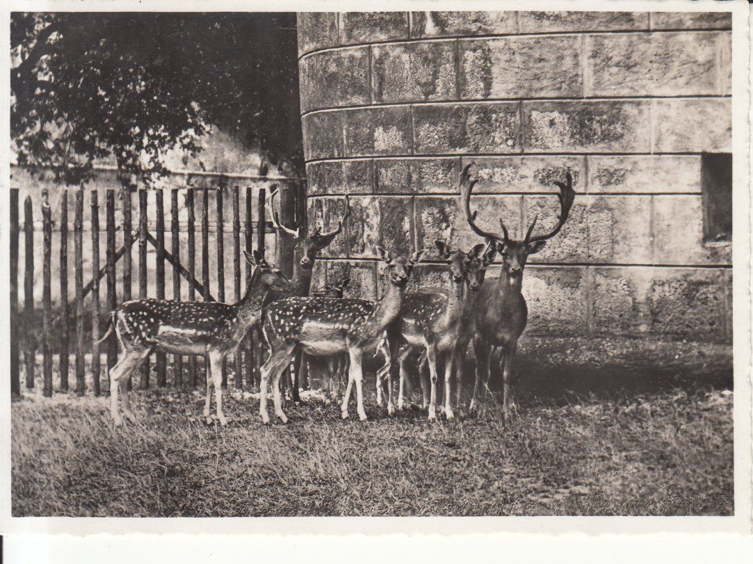 Cartoline postali: Schaffhausen Damhirsch 1938 – Usato da Bürglen TG venduto da StampGraf