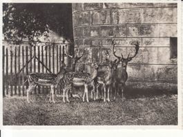 Schaffhausen Damhirsch 1938