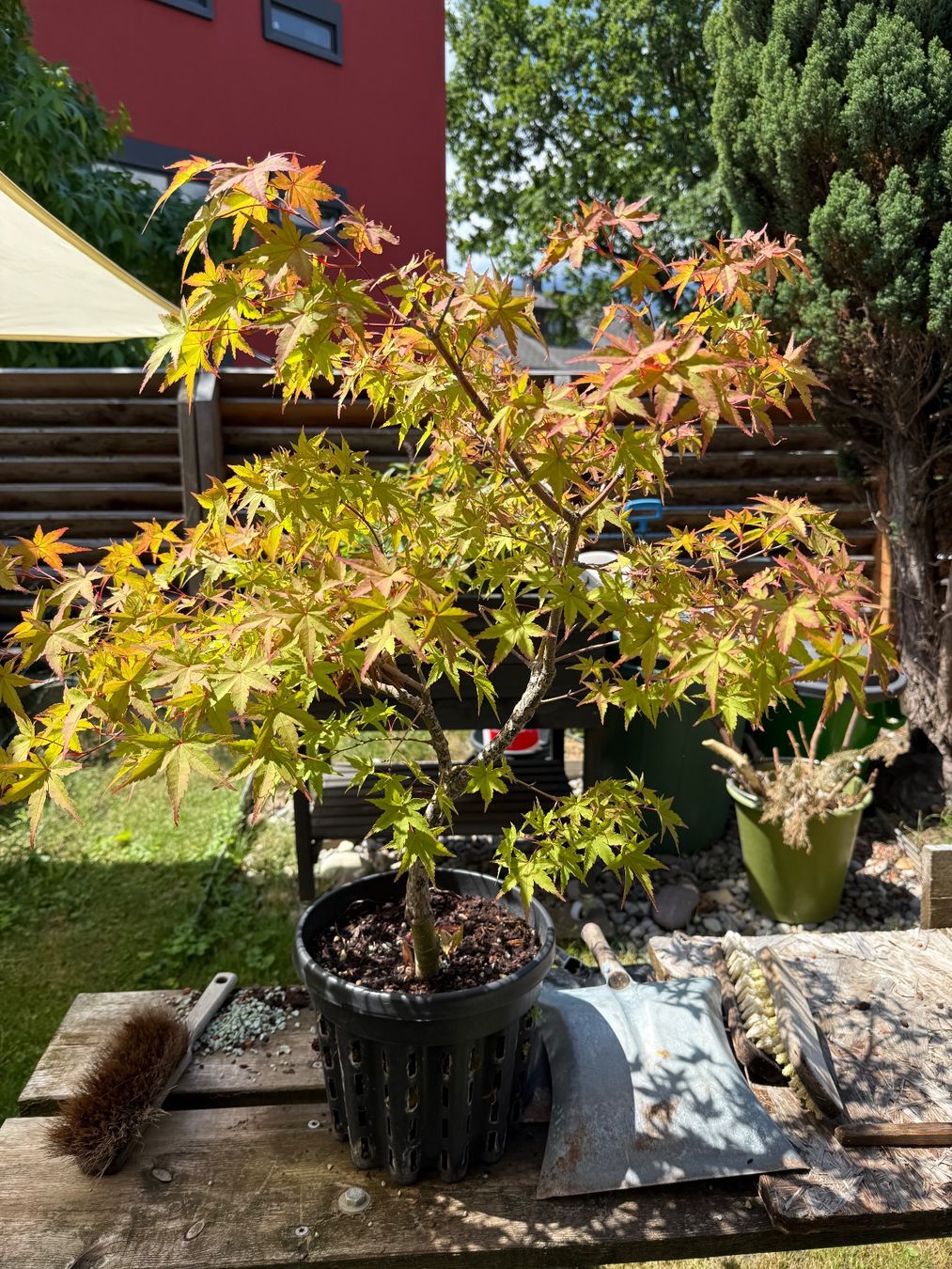 Piante & sementi: Verschiedene und seltene Bäume/ Bonsai – Usato da Vaduz venduto da Hallo2112