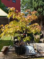 Verschiedene und seltene Bäume/ Bonsai