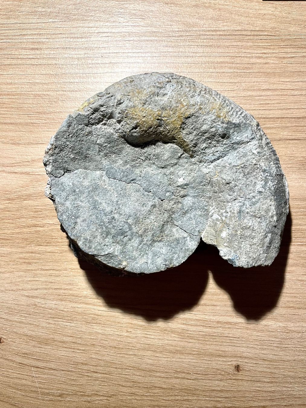 Fossili: Fossil – Usato da Sargans venduto da Didis