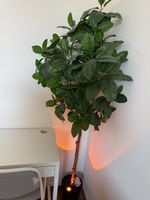 Künstliche Pflanze im Topf braun Stiel