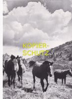 Pferde auf der Weide (Karte rückseitig mit Aufkleber ) /mp