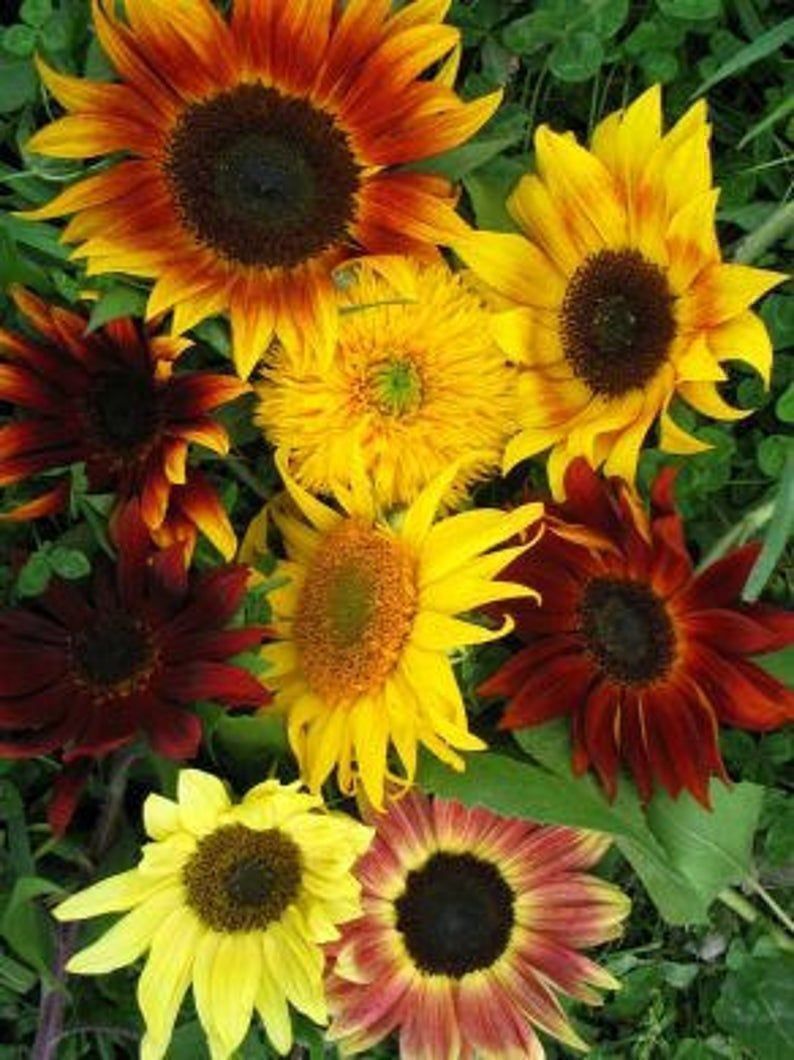 Piante & sementi: 25 Samen Sonnenblume SUMMERTIME MIX – Nuovo (secondo la descrizione) da Ehrendingen venduto da VerveinaSamen 1