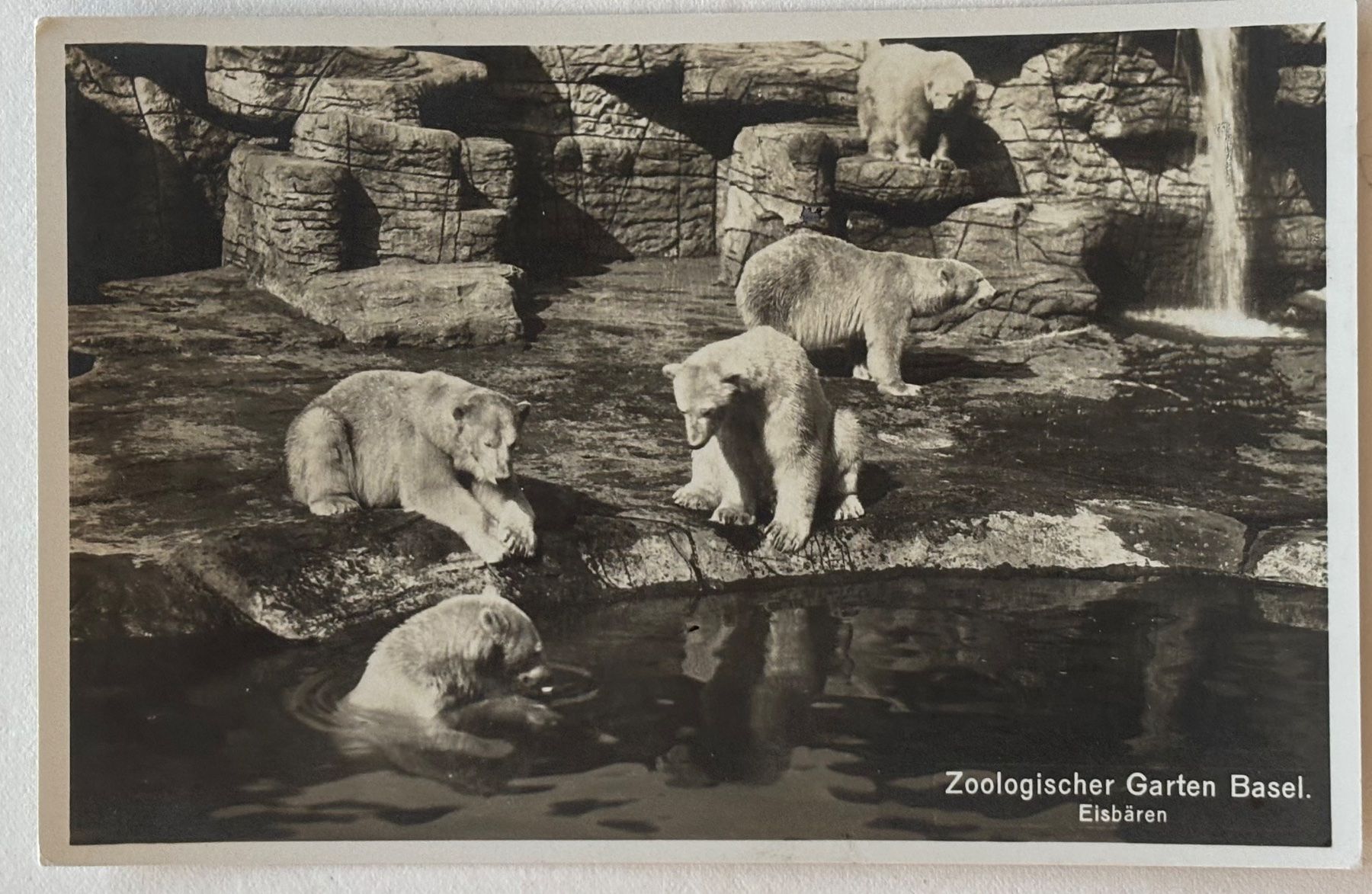 Ansichtskarten: Basel, Zoo, Eisbären, 1938 – Gebraucht aus Frauenfeld von Merk52
