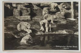 Basel, Zoo, Eisbären, 1938