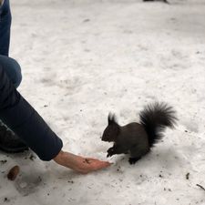 Profile image of SquirrelCH