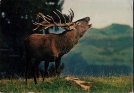 Alte Ansichtskarte: Majestätischer Hirsch im Herbstwald