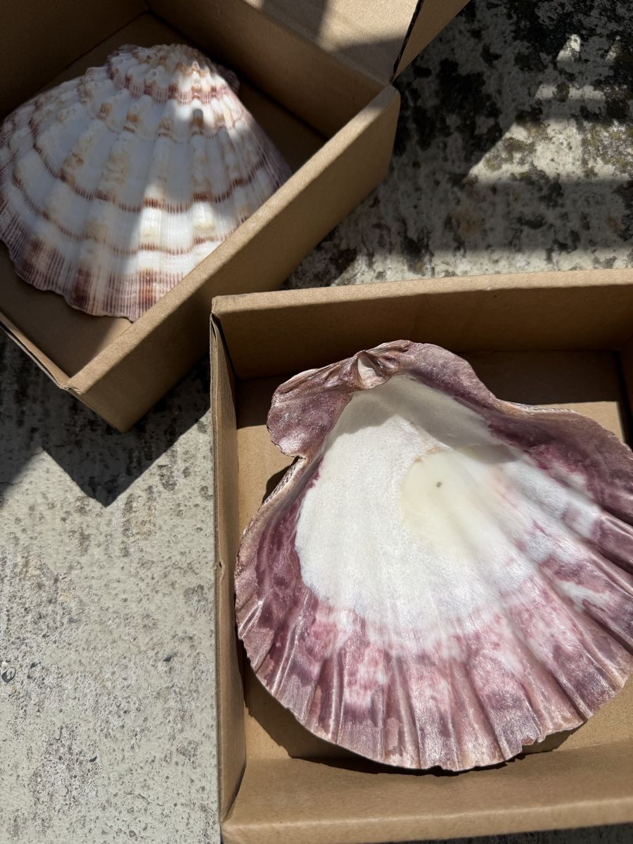 Toutes les décorations: Scallop Shells Muscheln Deko – Neuf avec emballage d'origine à Zürich par agichristine 1