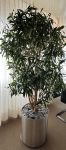 Große 210 cm Dracaena reflexa Pflanze inkl. Topf