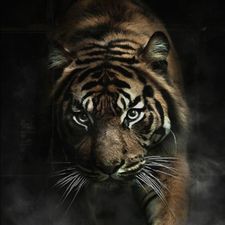 Profile image of mowi60