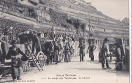 Landwirtschaft Scènes Vaudoises Temps des Vendanges Lavaux