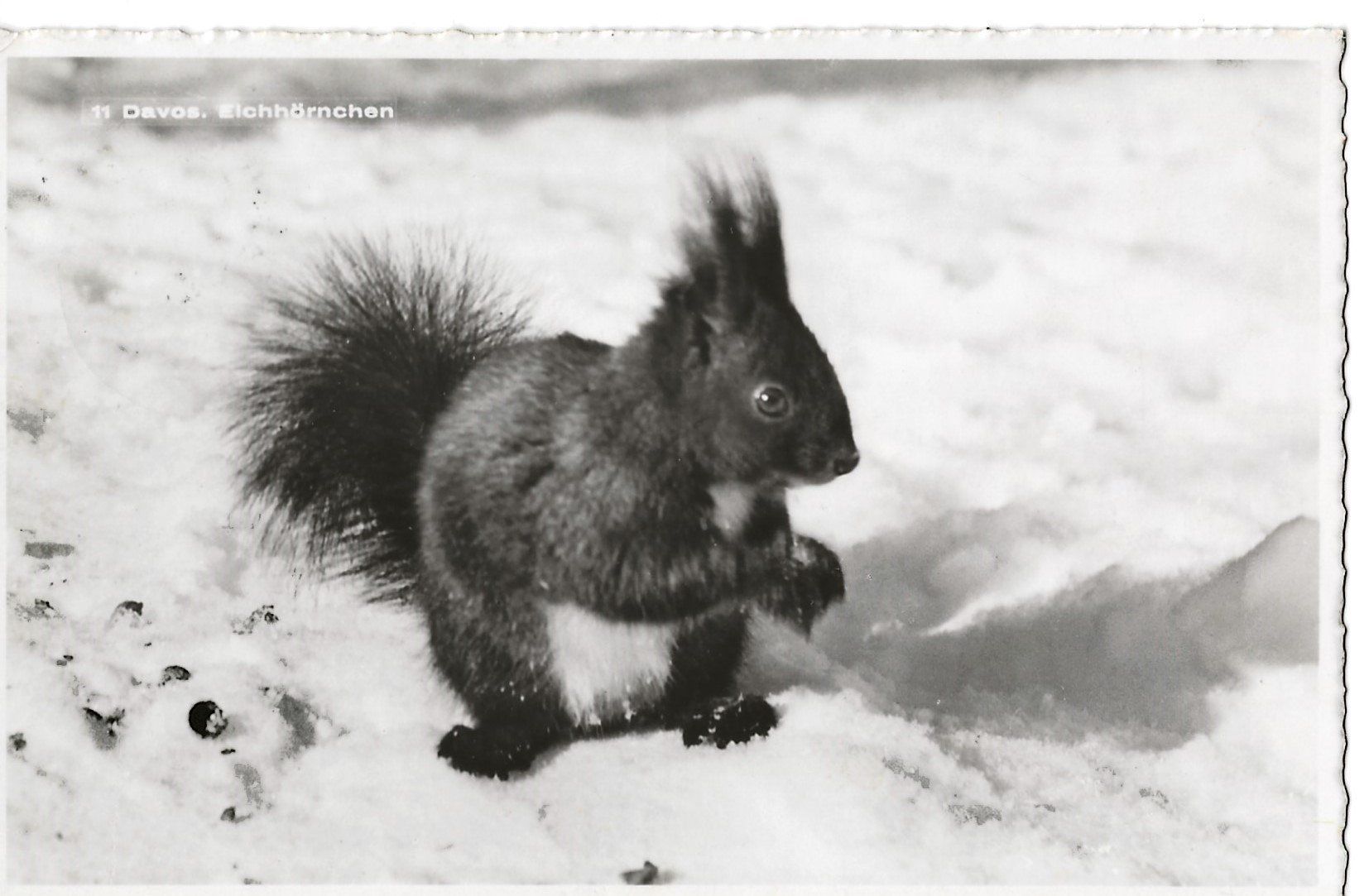Cartes postales: Davos, Eichhörnchen, 1953 – D'occasion à Frauenfeld par Merk52