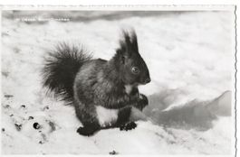 Davos, Eichhörnchen, 1953