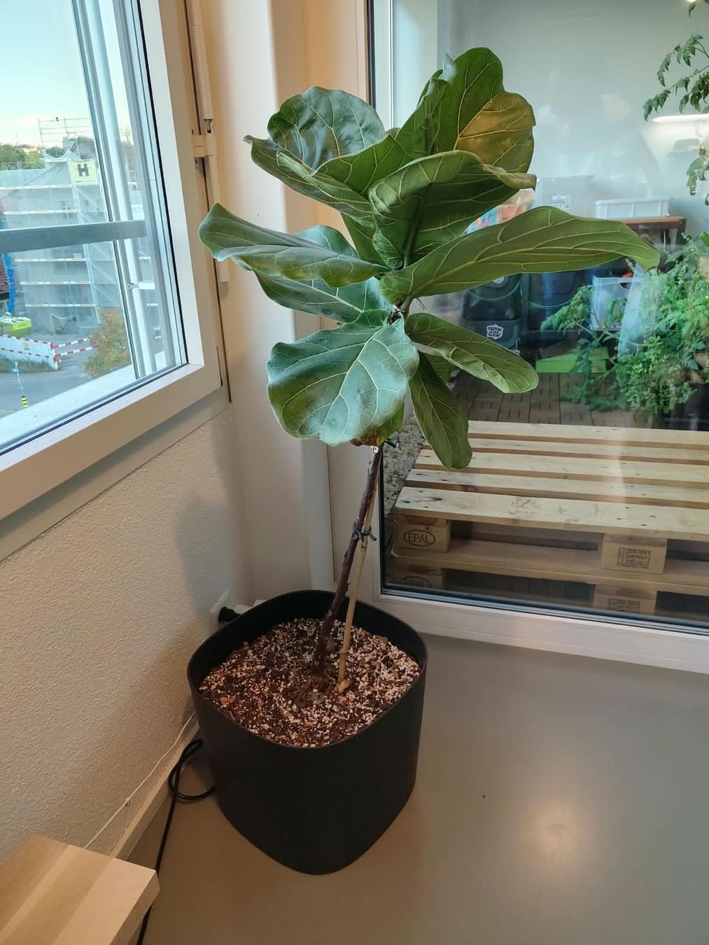 Pflanzen & Samen: Ficus lyrata – Gebraucht aus Zürich von cla_hz6t 2